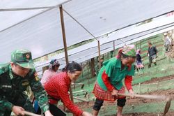 Bộ đội Bi&ecirc;n ph&ograve;ng gi&uacute;p nh&acirc;n d&acirc;n x&atilde; bi&ecirc;n giới S&igrave; Lở Lầu trồng s&acirc;m Lai Ch&acirc;u