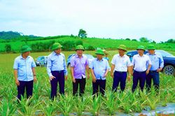 Nghệ An: Phát triển vùng nguyên liệu dứa và những chính sách hỗ trợ