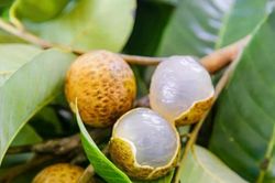 Trung Quốc phá “bức tường sinh sản”, tạo ra quả lai chưa từng có giữa vải và nhãn