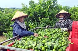Nghiên cứu xây dựng vùng nguyên liệu chanh phục vụ xuất khẩu
