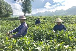 Tái cơ cấu nông nghiệp từ vùng nguyên liệu và nông nghiệp xanh