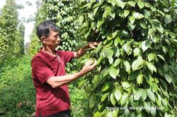 Xuất khẩu hồ tiêu tăng tốc, chất lượng là ‘chìa khóa’ giữ thị trường