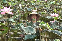Mô hình kinh tế '3 trong 1' từ cây Sen