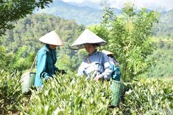 Nâng tầm giá trị nông sản Điện Biên