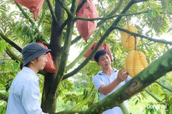 Nhiều điểm mới trong cấp mã số vùng trồng xuất khẩu