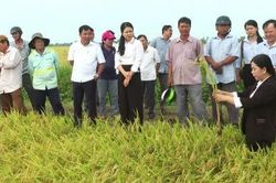 Xã Tân Hồng: Hiệu quả từ mô hình 'Canh tác lúa chất lượng cao và phát thải thấp gắn với tăng trưởng xanh'