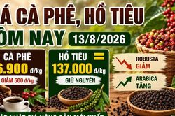 Giá cà phê, hồ tiêu hôm nay 13/8: Cà phê giảm, giá tiêu đi ngang
