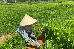 Sáp nhập 14 công ty lâm nghiệp thành Công ty TNHH Lâm nghiệp Gia Lai