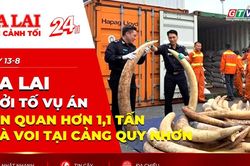 Toàn cảnh Gia Lai 24h: Gia Lai khởi tố vụ án liên quan hơn 1,1 tấn ngà voi tại cảng Quy Nhơn