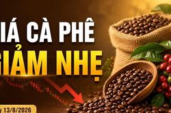 Giá cà phê hôm nay 13/8 giảm 500 đồng/kg, Robusta tiếp tục đi xuống