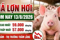 Giá lợn hơi hôm nay 13/8: 16 địa phương tiếp tục giảm giá