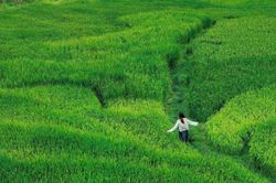 Cảnh đồng lúa xanh bất tận ở 'ngôi làng đẹp nhất châu Á' tại Việt Nam