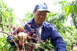 Nông nghiệp là trụ cột quan trọng ở Bảo Lâm 1
