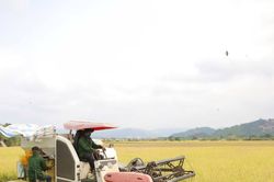 Cát Tiên 3 chạy đua giữ mùa vàng