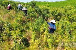 Dầu tràm Tân Mỹ vươn tầm OCOP
