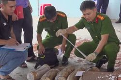 Gia Lai phá vụ giấu gần 1,2 tấn ngà voi trong lô gỗ từ Congo