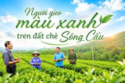Gieo màu xanh trên đất Sông Cầu