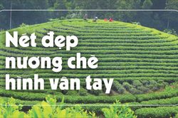 Nét đẹp nương chè hình vân tay