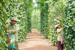 Giá tiêu hôm nay 13/8: Thị trường trong nước và thế giới đồng loạt đi ngang