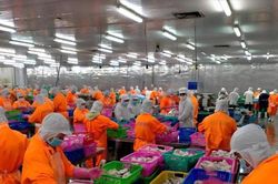 Lãnh đạo Nam Việt mua 1 triệu cổ phiếu ANV sau nhịp giảm hơn 40%