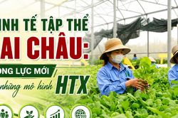 Kinh tế tập thể Lai Châu: Động lực mới từ những mô hình HTX
