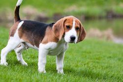 Tại sao chó có thể hiểu được tiếng người còn các loài động vật khác thì không?