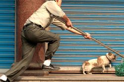 TP.HCM: T&ocirc;ng xe v&agrave;o c&aacute;n bộ c&ocirc;ng an, kẻ trộm ch&oacute; bị bắt