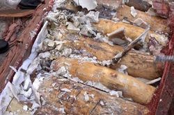 Phát hiện gần 1,2 tấn ngà voi giấu trong gỗ từ châu Phi về Việt Nam, chuyển cơ quan điều tra xử lý theo thẩm quyền