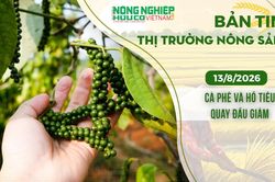 Thị trường nông sản 13/8/2026: Cà phê và hồ tiêu quay đầu giảm
