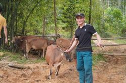 Đà Nẵng triển khai mô hình nuôi bò sinh sản tại Trà Leng