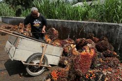 Malaysia phát triển chất làm mát trung tâm dữ liệu từ dầu cọ