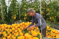 Hợp tác nông nghiệp Việt Nam - Canada còn nhiều dư địa tăng trưởng