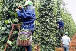 Xuất khẩu hồ tiêu: Gỡ điểm nghẽn, giữ đà tăng trưởng