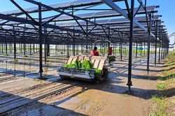 Người Nhật biến ruộng lúa thành nhà máy điện