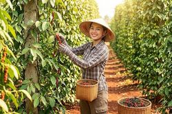 Giá tiêu hôm nay 14.8 đi ngang, thị trường chờ lực bật mới