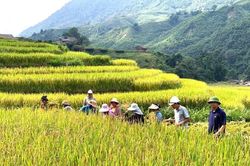 Mùa vàng Tả Van gọi bước chân du khách