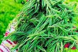 Rau nhót từ loài cây dại ven biển thành đặc sản đắt khách