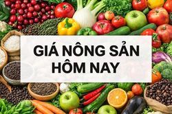 Giá nông sản hôm nay 14/8/2026: Giá cà phê đồng loạt lao dốc, trong nước có thể giảm sâu? Mỹ tăng mạnh thuế chống bán phá giá một mặt hàng Việt Nam
