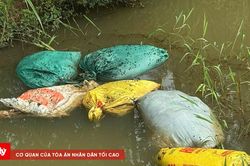 Nguy cơ lây lan dịch bệnh từ việc vứt xác động vật ra kênh, mương