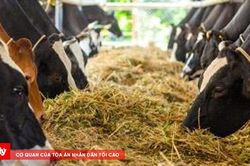 Tinh dầu và thảo mộc: Giải pháp 'xanh' cho chăn nuôi phát thải thấp