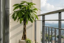 5 loại cây phù hợp đặt ở ban công chung cư nhỏ