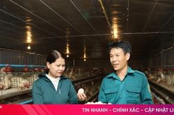 Nuôi gà siêu đẻ, mở hướng phát triển kinh tế cho nông dân xã Mai Hoa