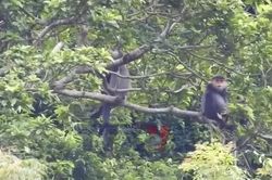 Tìm giải pháp bảo tồn loài linh trưởng trong sách Đỏ