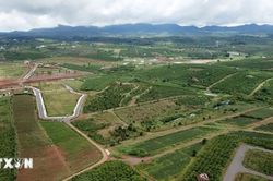 Lâm Đồng ban hành quy định mới về tách thửa, đất nông nghiệp được xây dựng công trình