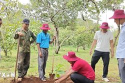 Nhân rộng mô hình cây cacao trồng xen dưới tán điều ở vùng biên Đồng Nai