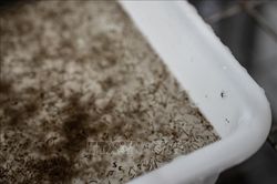 Cảnh báo dịch sốt xuất huyết do El Nino và biến thể virus mới