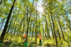 Đẩy mạnh phát triển trồng rừng gỗ lớn