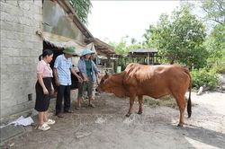 Khẩn trương khống chế ổ dịch lở mồm long móng trên đàn gia súc