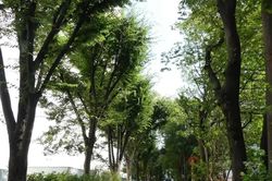 Nhật Bản tìm cách hạ nhiệt 'rừng bê tông' bằng giải pháp xanh