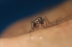 Biến vết muỗi đốt thành 'mũi tăng cường' miễn dịch ngăn ngừa bệnh